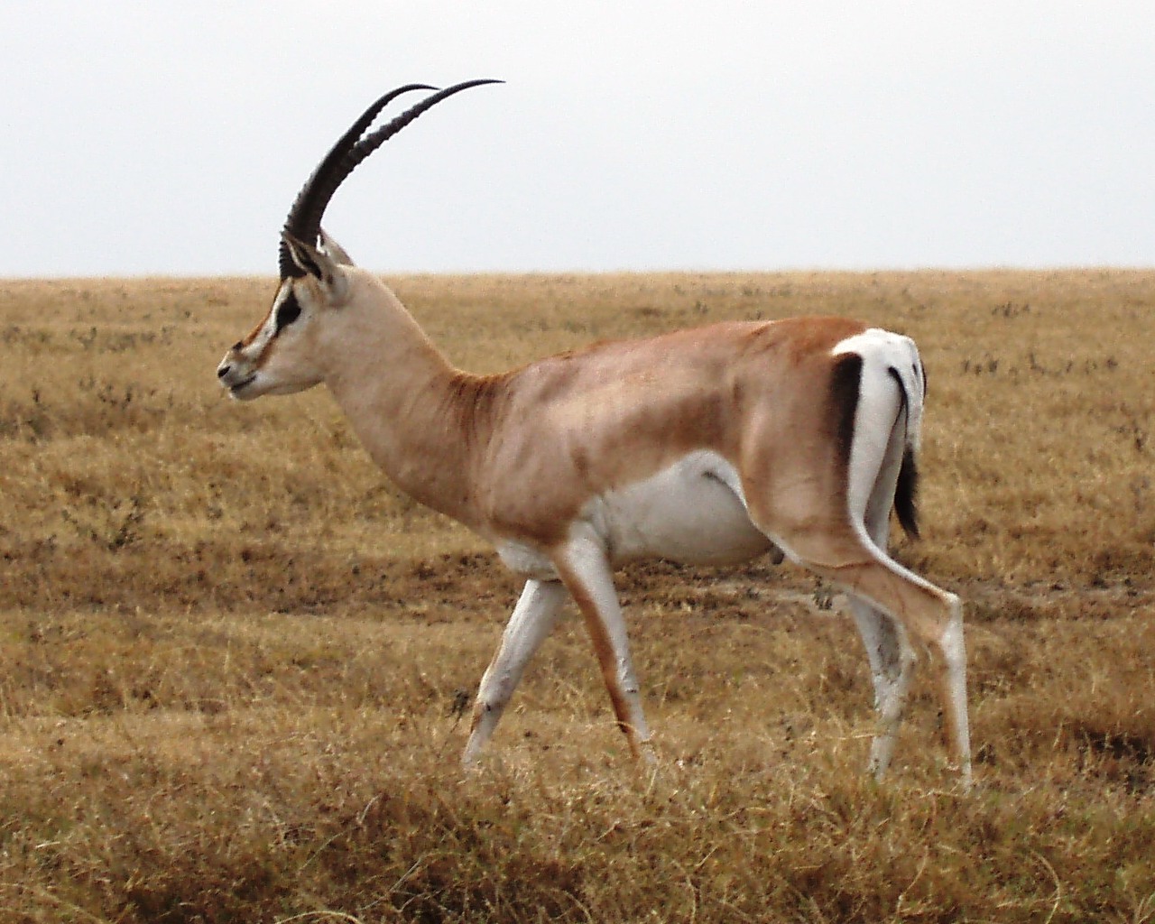 Thematic picture show - The Animals - Grant's Gazelle Africa revisited Itinerary Diaries Picture gallery Picture themes Background information Last updated 2008.03.19 < Previous Back to list Next > Grant's Gazelle (Gazella Granti), Serengeti National ...